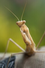praying mantis on a branch
