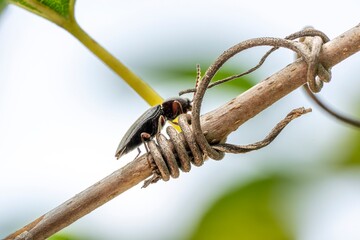 caterpillar on a branch