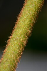 close up of a cactus