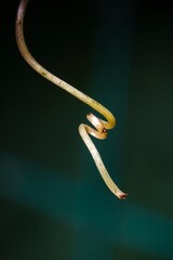 close up of a snake