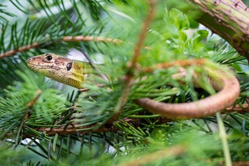 christmas tree decoration