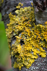 lichen on tree bark