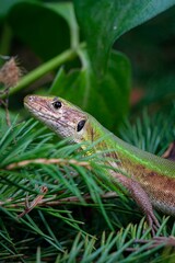 green lizard on a tree