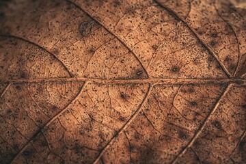 old rusty metal plate