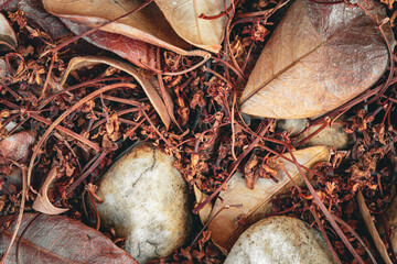 mushrooms on the ground