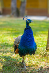 peacock in the garden