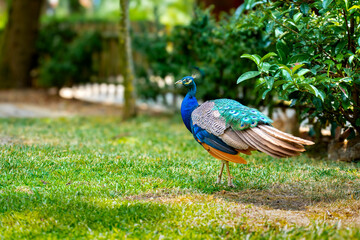 peacock in the garden