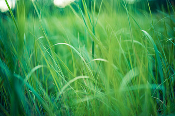 Abstract closeup of green grass in meadow with soft sunlight, peaceful natural background showing fresh blades in spring and summer season, bright outdoor landscape for tranquil relax nature beauty