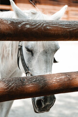 a horse whose freedom has been restricted