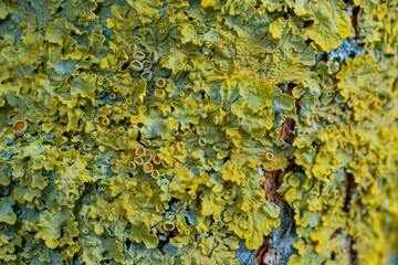 lichen on tree bark