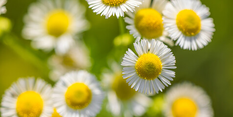 Obraz premium Fresh sunny daisy flowers in spring and summer closeup macro, peaceful floral background with bright sunlight, soft white and yellow petals, wildflower meadow garden bloom for nature beauty and season