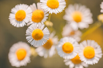 Obraz premium Vintage sunny daisy flowers in spring and summer closeup macro, peaceful floral background with bright sunlight soft white and yellow petals, wildflower meadow bloom for natural seasonal garden beauty