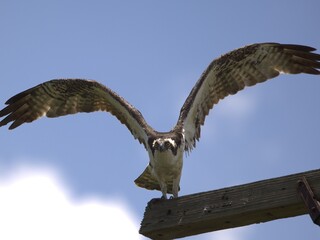 Osprey with wings spread wide on a beam.