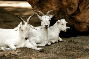 white goat on a farm
