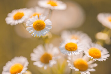 Vintage sunny daisy flowers in spring and summer closeup macro, peaceful floral background with bright sunlight soft white and yellow petals, wildflower meadow bloom for natural seasonal garden beauty