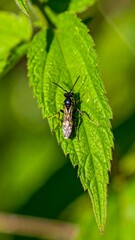 Fototapeta premium Small insect on a leaf