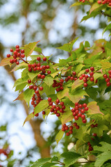 Viburnum berries on the branches of the tree in autumn