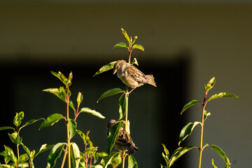 Male and female house sparrows perched on garden stems