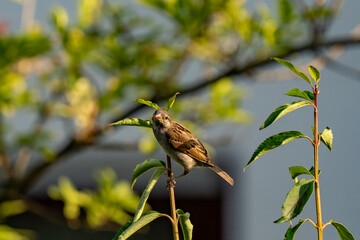 Female house sparrow perched on branch in garden