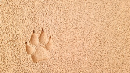 A single dog paw print is clearly imprinted on a sandy, textured background under bright, natural light, showing the unique paw and claw detail.