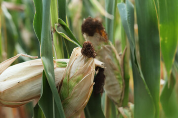 Fototapeta premium Corn cultivation, close-up. Corn field. Selective focus. Green corn plantation. Agricultural season. Nature. Selective focus image of corn cob. Organic field
