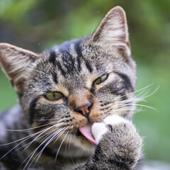 Close-up portrait of a pure healthy Chinese Li Hua cat (Dragon Li, Chinese tabby), a playful one, licking its paw with tongue