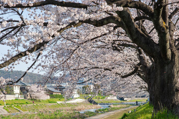 京都高野川の桜