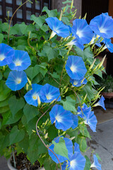 真夏の岐阜県高山市のアサガオ