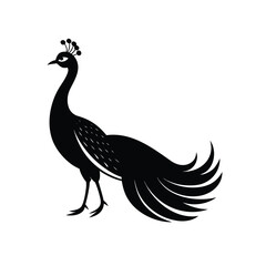 peacock vector illustration