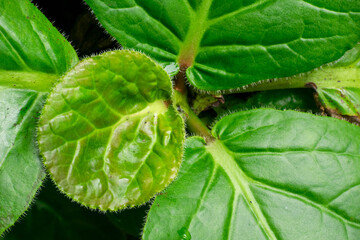medicinal plant Pashanbhed or Bergenia ligulata