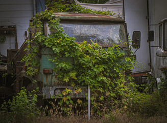A rusty truck overgrown with green plants, symbolizing the passage of time.