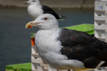Gros plan sur un goéland marin perché sur des casiers