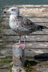 jeune goéland, grisard, posé sur un ponton en bois