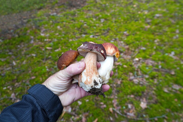Mycologist holding freshly picked boletus edulis mushrooms in forest