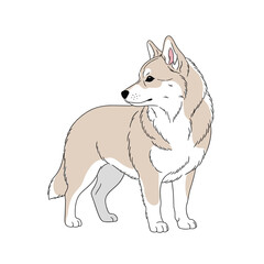 A charming illustration of a shiba inu dog standing proudly and looking to the side