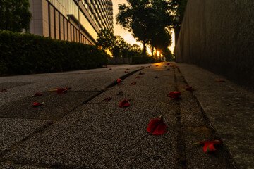 朝日が届かない坂下に散る花弁20250831