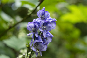 トリカブトの花