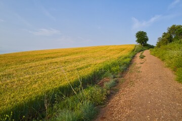 들판 구름 경작 대지 경치