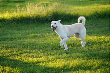 White Mixed Breed Dog Relaxing in a Green Field