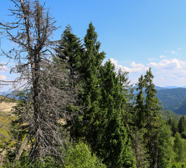 Fototapeta premium Tall trees contrasting with the bright, sunny sky create a captivating mountain landscape. The coexistence of live and dry trunks highlights the cyclical nature of life. This is a perfect image to sho