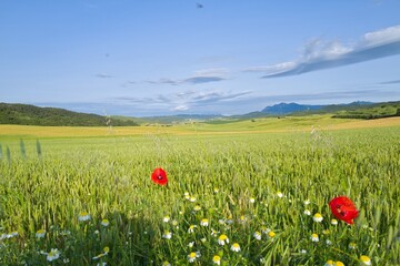 자연 목초 경작 녹색 들판 하늘 구름 아웃도어