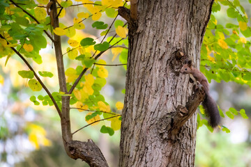 Obraz premium Squirrel climbing on a tree in the forest、森の木を登るリ