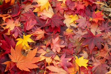 Colorful autumn fallen leaves background,色とりどりの紅葉の落ち葉の背景