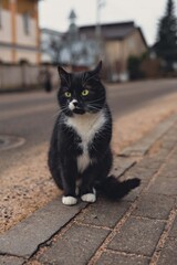 cat on the street