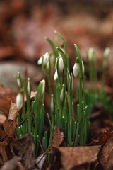 spring snowdrop flowers