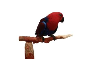 Red headed parrot perched on wooden branch, vivid red and blue plumage, calm pose and textured feathers conveying gentle mood