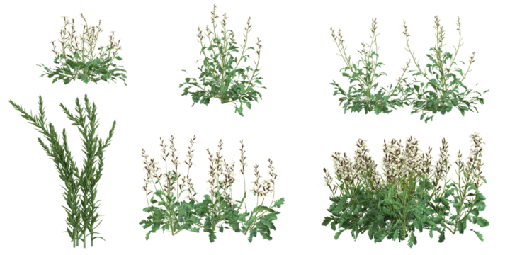 3d illustration of Eruca plants on transparent background from top view