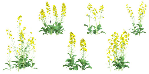 Collection of  Brassica plants on transparent background