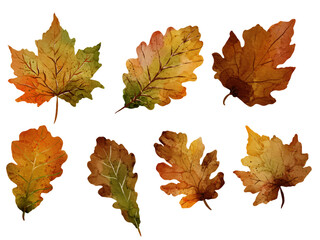 Set of watercolor autumn oak leaves in various shapes and colors. Collection of hand-painted watercolor oak leaves in fall colors, isolated on white background. Perfect for seasonal and nature-themed 