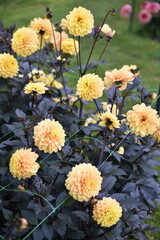 Dahlias jaunes au jardin en été